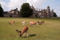 Burghley House